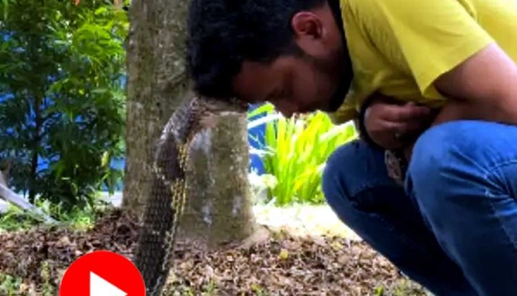 রাগে ফোঁস ফোঁস করছে সাপ শঙ্খচূড়: তাকে শান্ত করতে মাথায় মাথা ঠেকালেন যুবক! 1 রাগে ফোঁস ফোঁস করছে সাপ শঙ্খচূড়: তাকে শান্ত করতে মাথায় মাথা ঠেকালেন যুবক! 1