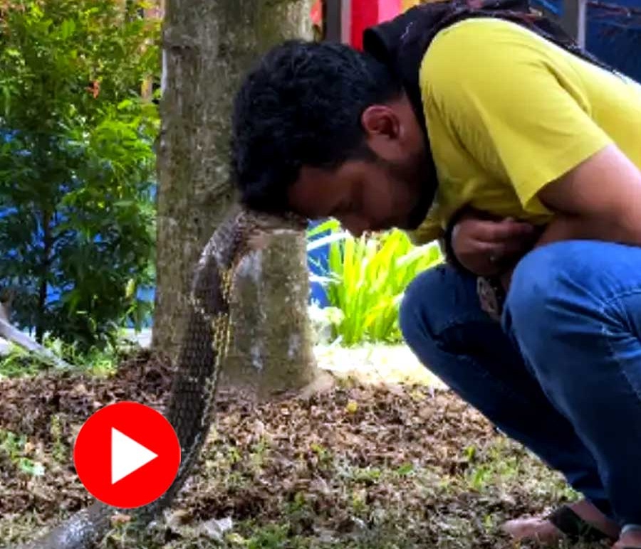 রাগে ফোঁস ফোঁস করছে সাপ শঙ্খচূড়: তাকে শান্ত করতে মাথায় মাথা ঠেকালেন যুবক! 20