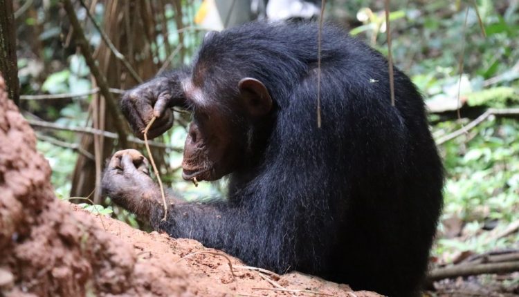 নতুন গবেষণা: শিম্পাঞ্জি মানুষের মতোই প্রকৌশলবিদ্যার চর্চাও করে! 1