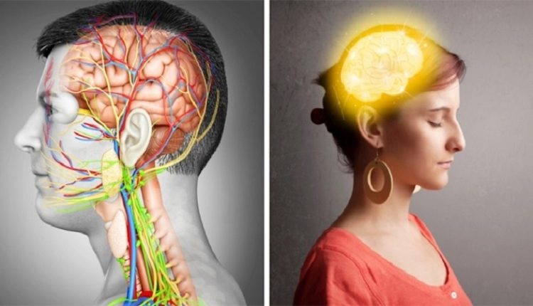 কেনো পুরুষের চেয়ে নারীর মস্তিষ্ক ছোট হয় 1 কেনো পুরুষের চেয়ে নারীর মস্তিষ্ক ছোট হয় 1