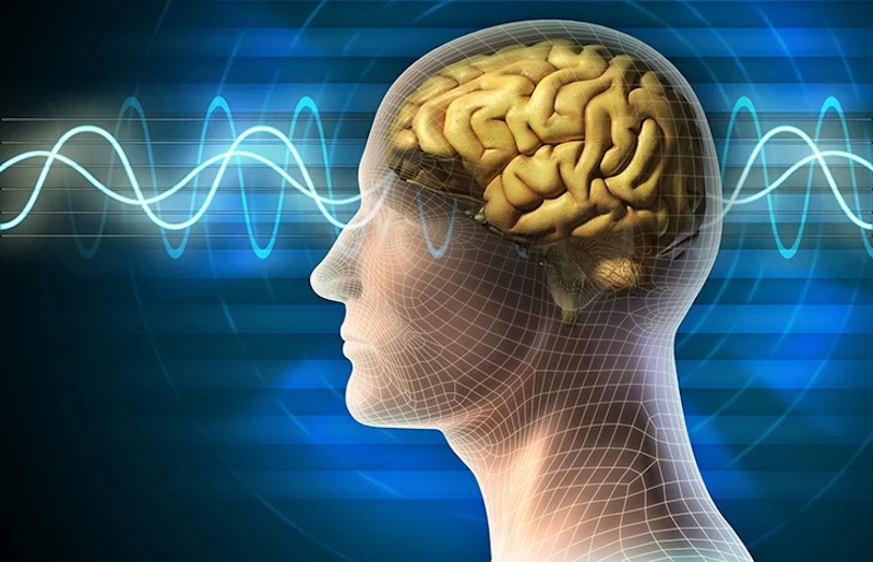 কত দ্রুত কাজ করে মানুষের মস্তিষ্ক? 4