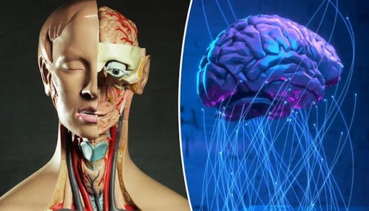 বিজ্ঞানীরা এমন এক মস্তিষ্কের কোষ তৈরি করছেন যা প্রোগ্রাম করা যায় 5