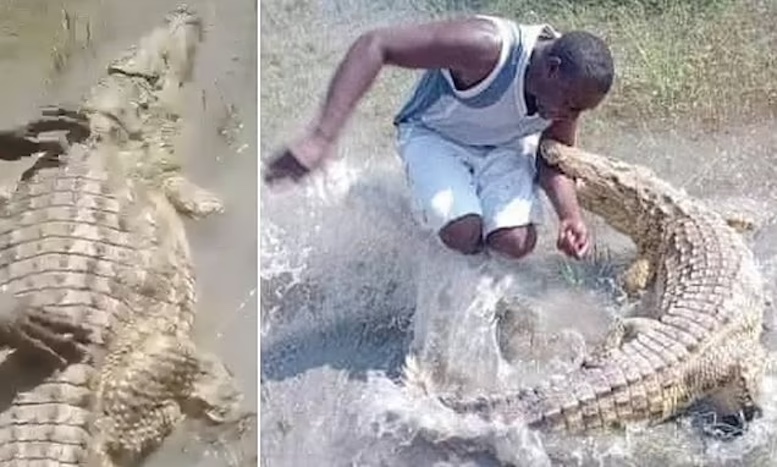১০ ফুটের কুমিরের লেজ ধরে টান দিয়ে উত্ত্যক্ত করার চেষ্টা: যুবককে ‘উচিত শিক্ষা’ দিলো কুমির! 31