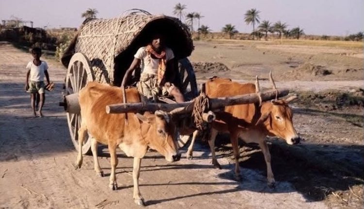 গরুর গাড়ি এখন খুঁজে পাওয়া সত্যিই দুষ্কর 1