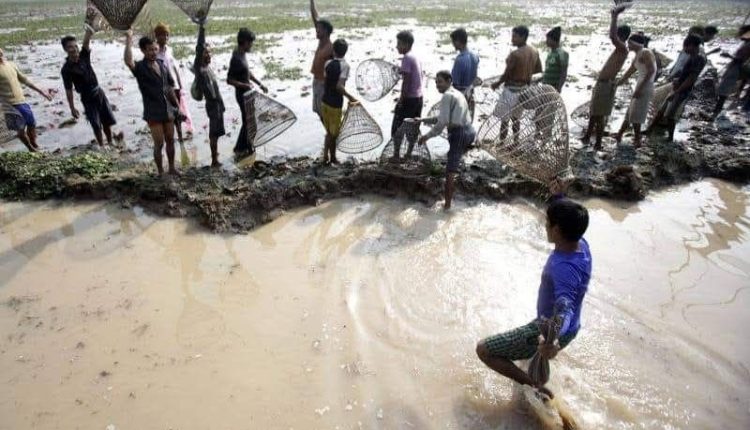 পলো দিয়ে মাছ ধরার দৃশ্য 1 পলো দিয়ে মাছ ধরার দৃশ্য 1