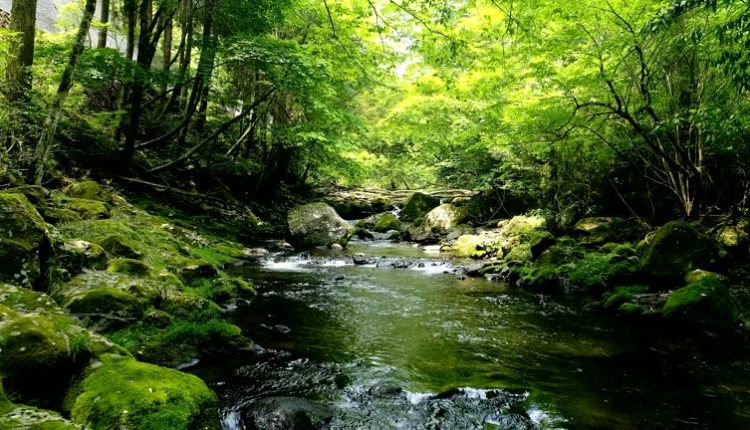 বন-জঙ্গল আর পাহাড়ি রাস্তায় ঝরণার পানি 1