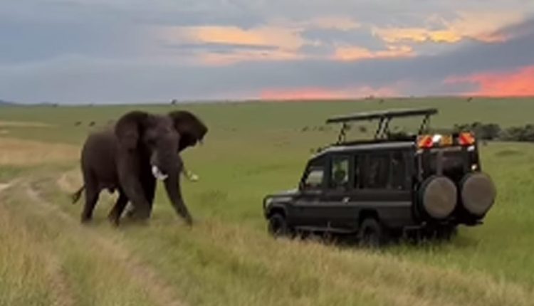 পর্যটকদের তাড়া করলো এক হাতি! 1 পর্যটকদের তাড়া করলো এক হাতি! 1