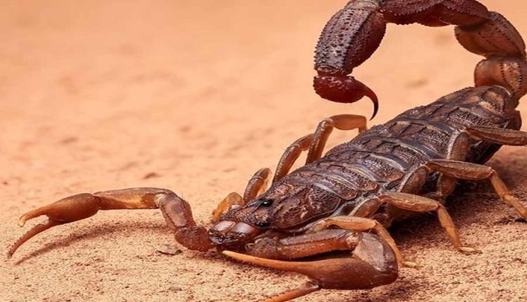 এক লিটার বিষের দাম ৮৫ কোটি: আনাচকানাচে থাকা এই ভয়াল প্রাণীর বিষ সংগ্রহ করলে কোটিপতি! 1 এক লিটার বিষের দাম ৮৫ কোটি: আনাচকানাচে থাকা এই ভয়াল প্রাণীর বিষ সংগ্রহ করলে কোটিপতি! 1