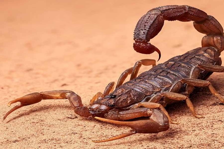 এক লিটার বিষের দাম ৮৫ কোটি: আনাচকানাচে থাকা এই ভয়াল প্রাণীর বিষ সংগ্রহ করলে কোটিপতি! 1