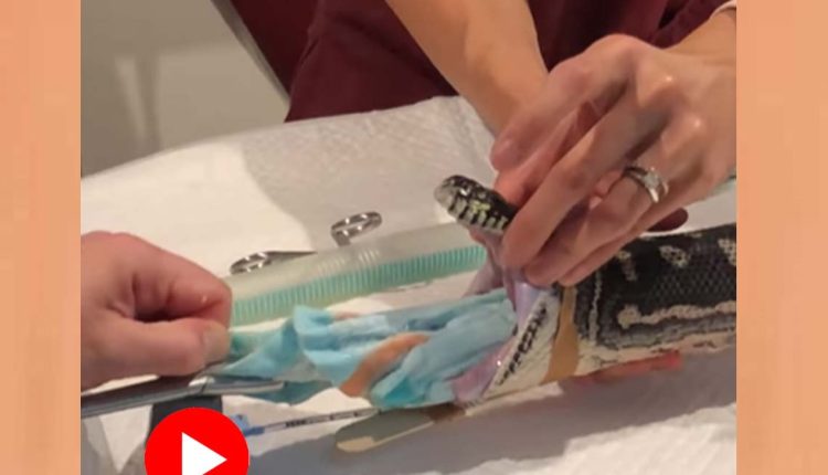 খিদের চোটে মাঝরাতে আস্ত তোয়ালে গিলে ফেললো অজগর! 1