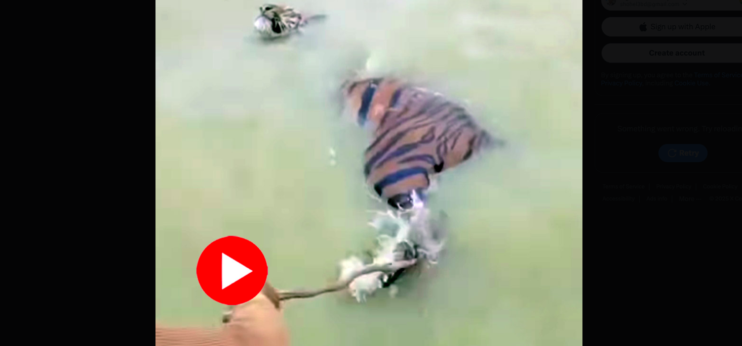 নদীতে সাঁতরে যাওয়া বাঘকে লাঠির খোঁচা ও লেজ ধরে টানার চেষ্টা! তারপর কী ঘটলো? 1