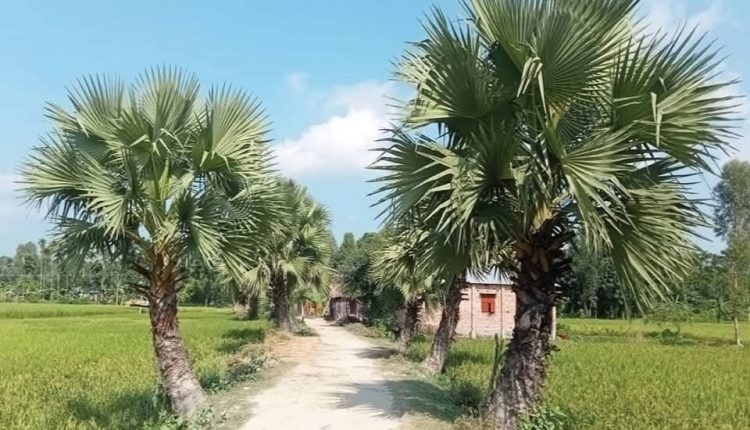 মেঠো পথের দুধারে সারি সারি তাল গাছ 5