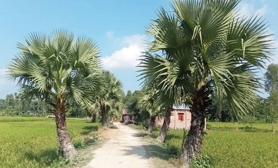 মেঠো পথের দুধারে সারি সারি তাল গাছ 4