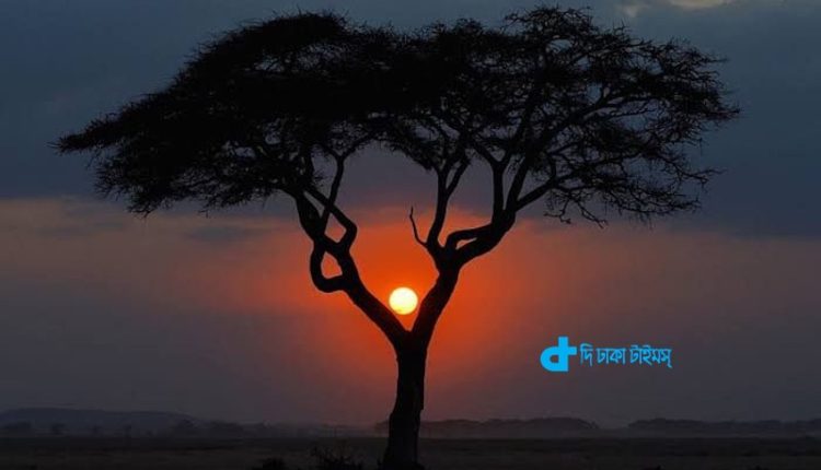 সূর্য যখন গাছের ডালে উঁকি দেয় 1 সূর্য যখন গাছের ডালে উঁকি দেয় 1
