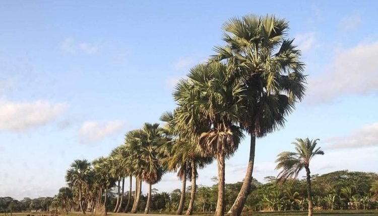 সারি সারি তালগাছ 1 সারি সারি তালগাছ 1