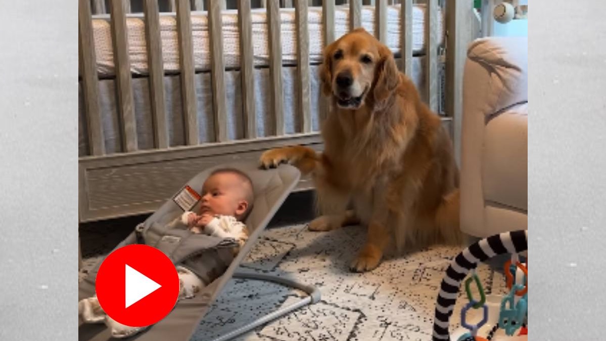 ‘বেবিসিটার’ দোলনায় শুয়ে থাকা শিশুকে পায়ের সাহায্যে দোল খাওয়াচ্ছে সারমেয়! 4