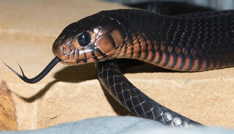 পিছু নিয়েছে কুচকুচে সাপ: পালাতে গিয়ে পড়ে গেলেন তরুণ! 1 পিছু নিয়েছে কুচকুচে সাপ: পালাতে গিয়ে পড়ে গেলেন তরুণ! 1