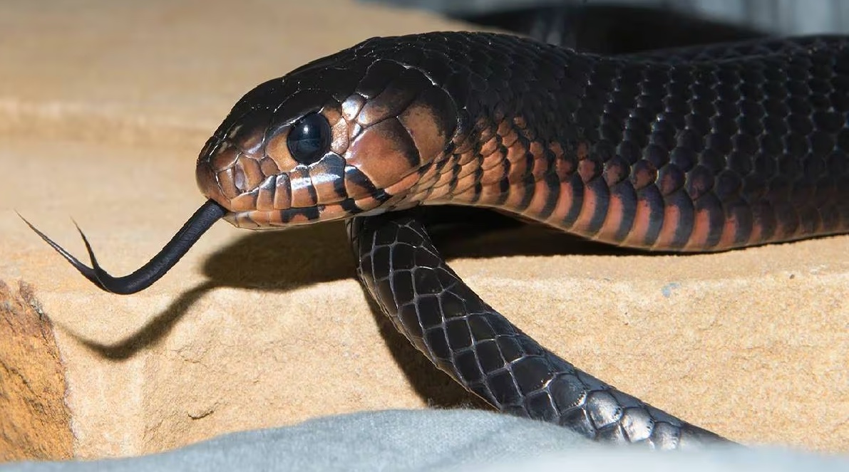 পিছু নিয়েছে কুচকুচে সাপ: পালাতে গিয়ে পড়ে গেলেন তরুণ! 17