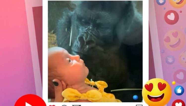 খুদে পর্যটককে দেখে আদরে ভরে দিলো গোরিলা! 1 খুদে পর্যটককে দেখে আদরে ভরে দিলো গোরিলা! 1