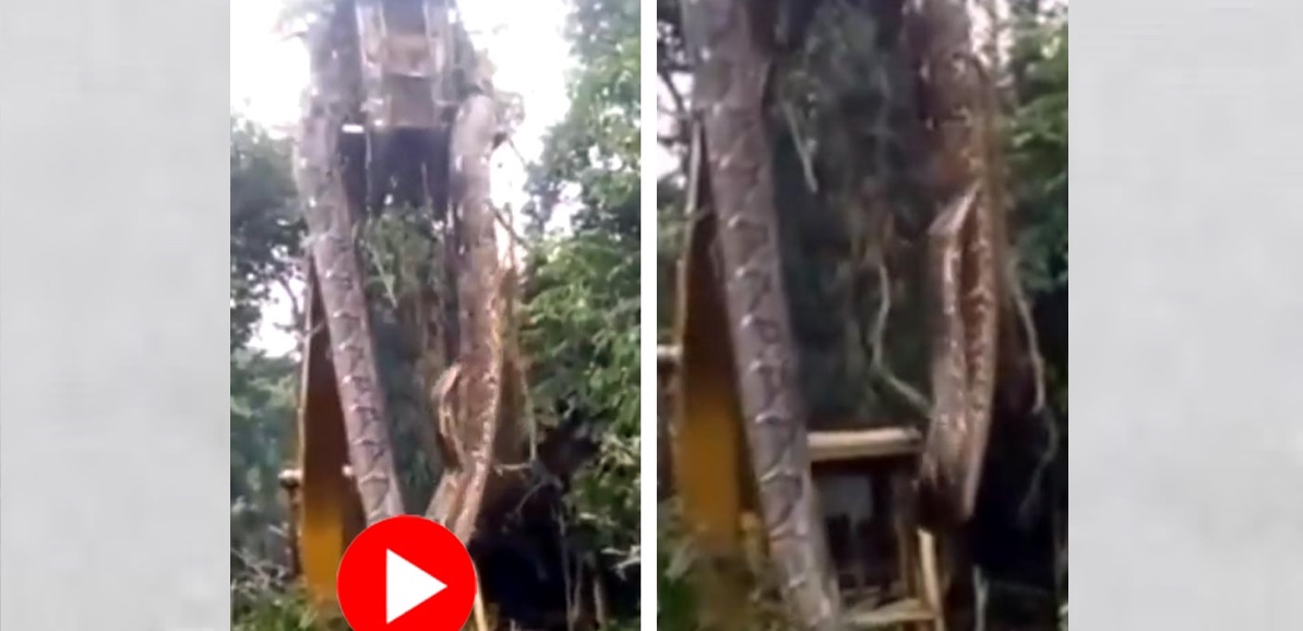 মাটি খোঁড়ার সময় জেসিবিতে উঠে এলো ৪৫০ কেজির ৩৪ ফুট লম্বা বিশাল অজগর! 7