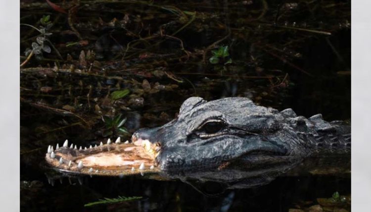 উপরের চোয়াল উধাও হওয়ার পরও পানির মধ্যে ভেসে বেড়াচ্ছে ‘প্রতিবন্ধী’ ভয়াল সরীসৃপ! 1 উপরের চোয়াল উধাও হওয়ার পরও পানির মধ্যে ভেসে বেড়াচ্ছে ‘প্রতিবন্ধী’ ভয়াল সরীসৃপ! 1
