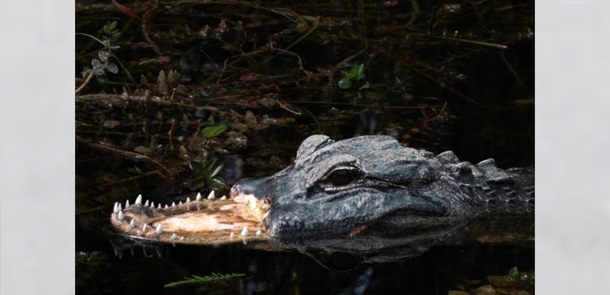 উপরের চোয়াল উধাও হওয়ার পরও পানির মধ্যে ভেসে বেড়াচ্ছে ‘প্রতিবন্ধী’ ভয়াল সরীসৃপ! 1