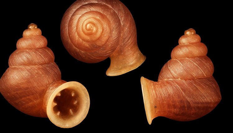 পাবলো পিকাসোর নামে শামুকের নতুন এক প্রজাতি 1 পাবলো পিকাসোর নামে শামুকের নতুন এক প্রজাতি 1