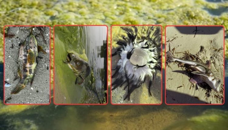 অস্ট্রেলিয়ায় ‘বিষাক্ত শৈবাল’ বিস্তার: ২০০ সামুদ্রিক প্রজাতির প্রাণহানি 1 অস্ট্রেলিয়ায় ‘বিষাক্ত শৈবাল’ বিস্তার: ২০০ সামুদ্রিক প্রজাতির প্রাণহানি 1