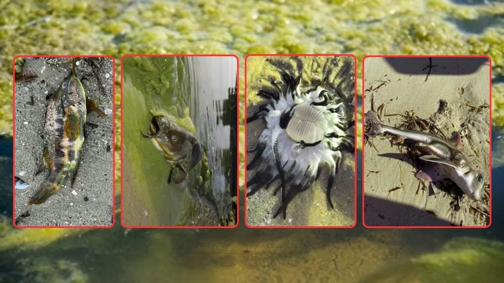 অস্ট্রেলিয়ায় ‘বিষাক্ত শৈবাল’ বিস্তার: ২০০ সামুদ্রিক প্রজাতির প্রাণহানি 16