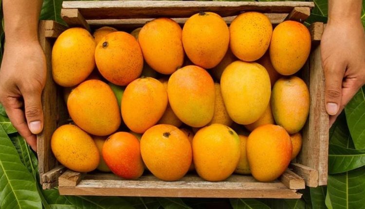 ডায়াবেটিসের রোগীরা পাকা আম খেলে কী সুগার বাড়ে? 1 ডায়াবেটিসের রোগীরা পাকা আম খেলে কী সুগার বাড়ে? 1