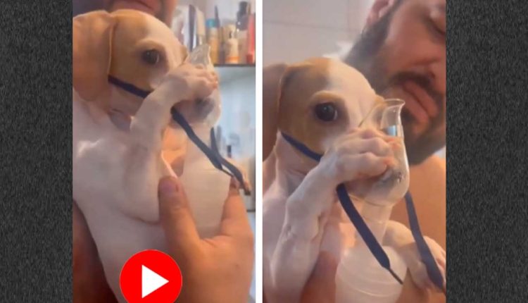 তরুণের কোলে বসে নিজে নিজেই ওষুধ নিচ্ছে কুকুরছানা! 1 তরুণের কোলে বসে নিজে নিজেই ওষুধ নিচ্ছে কুকুরছানা! 1