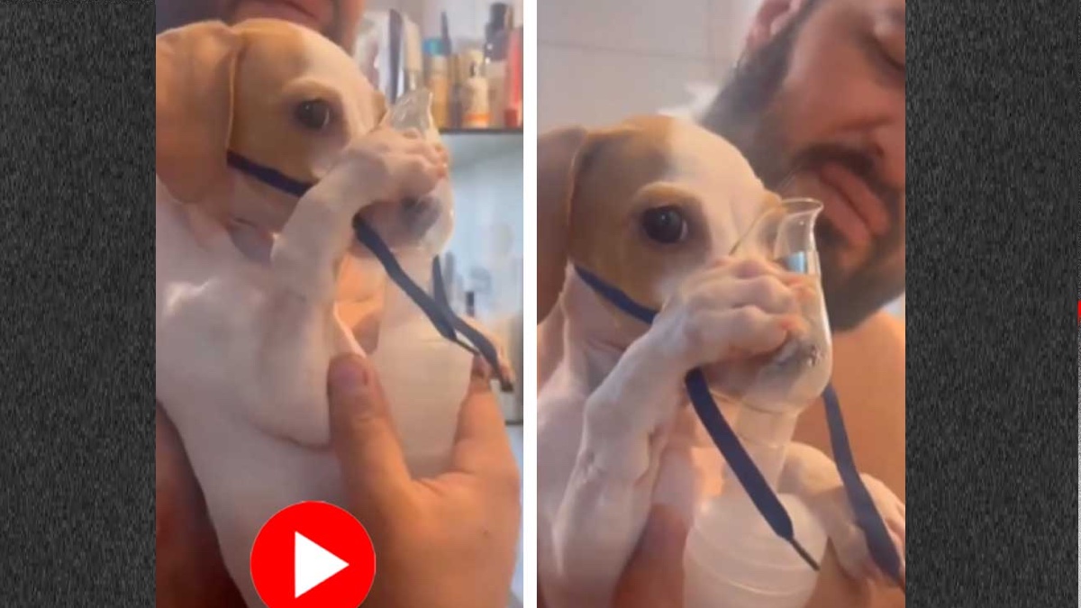 তরুণের কোলে বসে নিজে নিজেই ওষুধ নিচ্ছে কুকুরছানা! 37