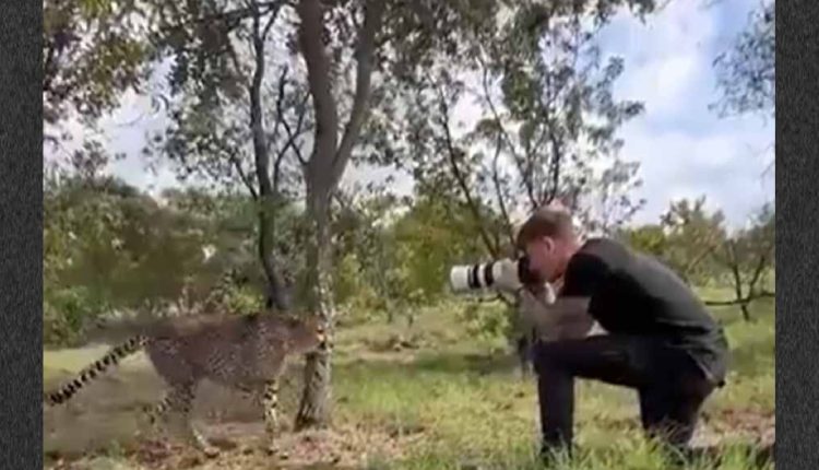 জঙ্গলে ছবি তুলতে গিয়ে আচমকা এগিয়ে এলো এক হিংস্র চিতা! [ভিডিও] 11