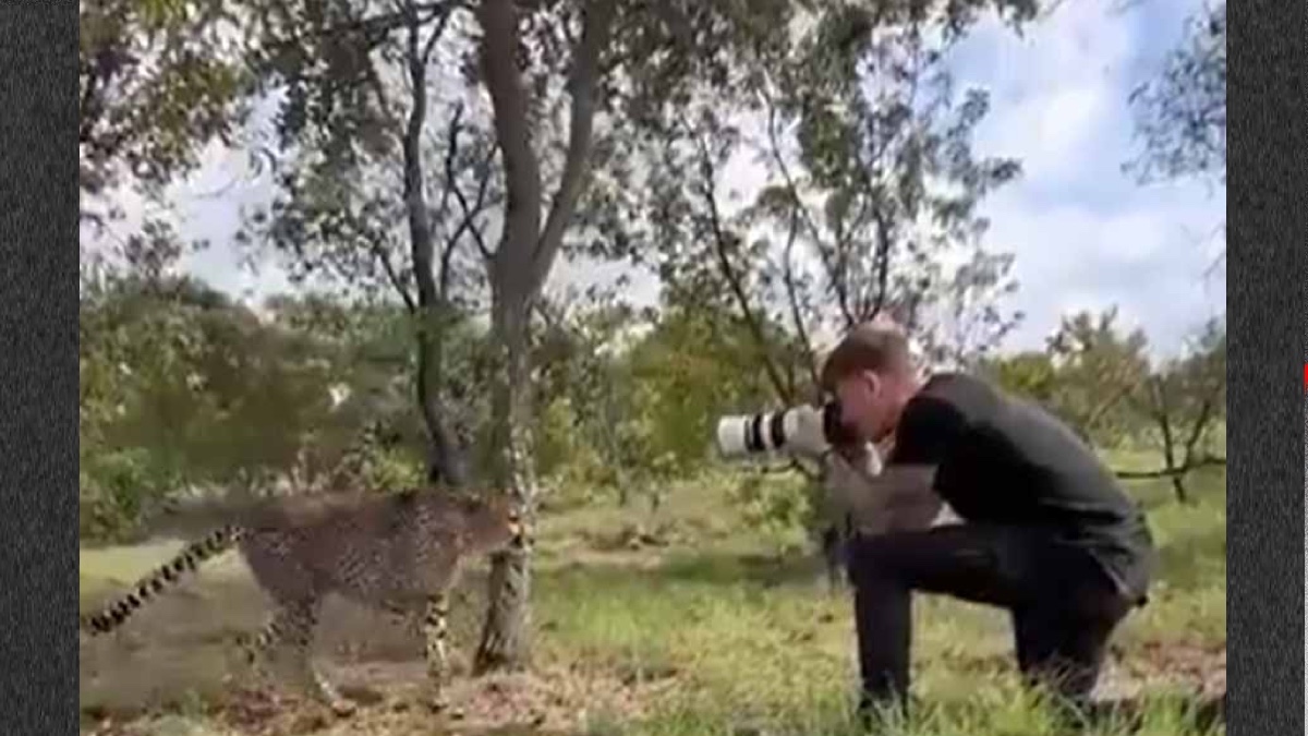 জঙ্গলে ছবি তুলতে গিয়ে আচমকা এগিয়ে এলো এক হিংস্র চিতা! [ভিডিও] 10