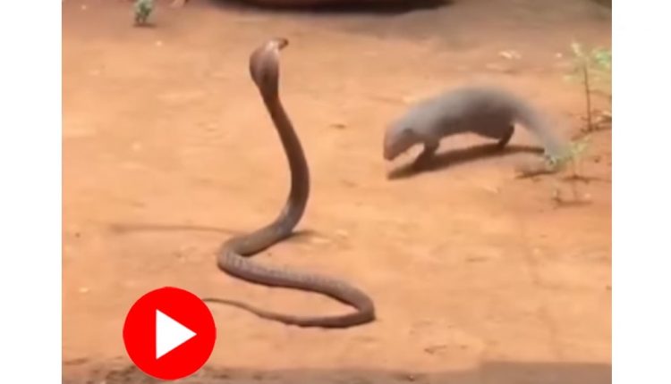 গোখরো-বেজির ছোবল ও কামড়ে চললো দুই ‘জাতশত্রু’র লড়াই! 1 গোখরো-বেজির ছোবল ও কামড়ে চললো দুই ‘জাতশত্রু’র লড়াই! 1