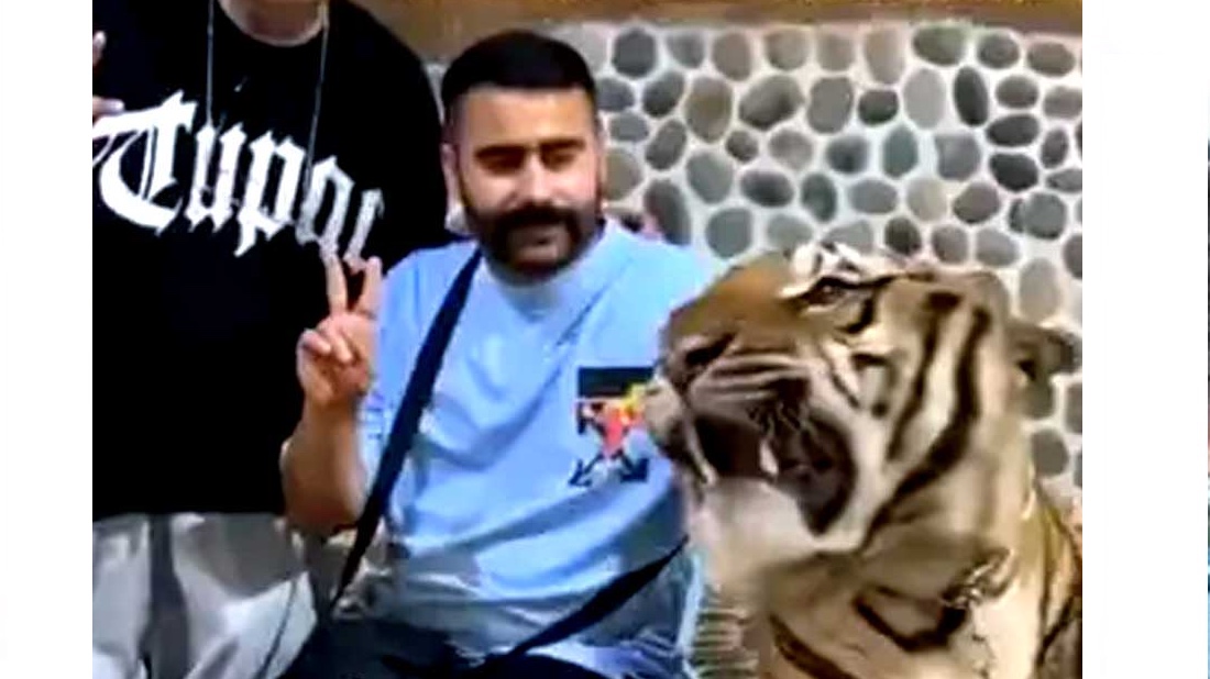 খাঁচায় ঢুকে ছবি তোলার চেষ্টা করতেই গর্জন করে উঠলো খোঁচা খাওয়া বাঘ! [ভিডিও] 1