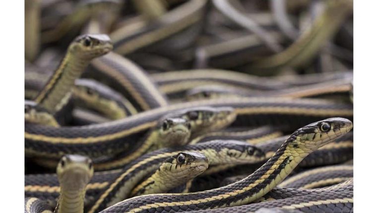 স্যাঁতসেঁতে অন্ধকারে একে অপরকে জড়িয়ে রয়েছে ডজনখানেক সাপ! ‘রহস্যময়’ ভিডিও ভাইরাল [ভিডিও] 1