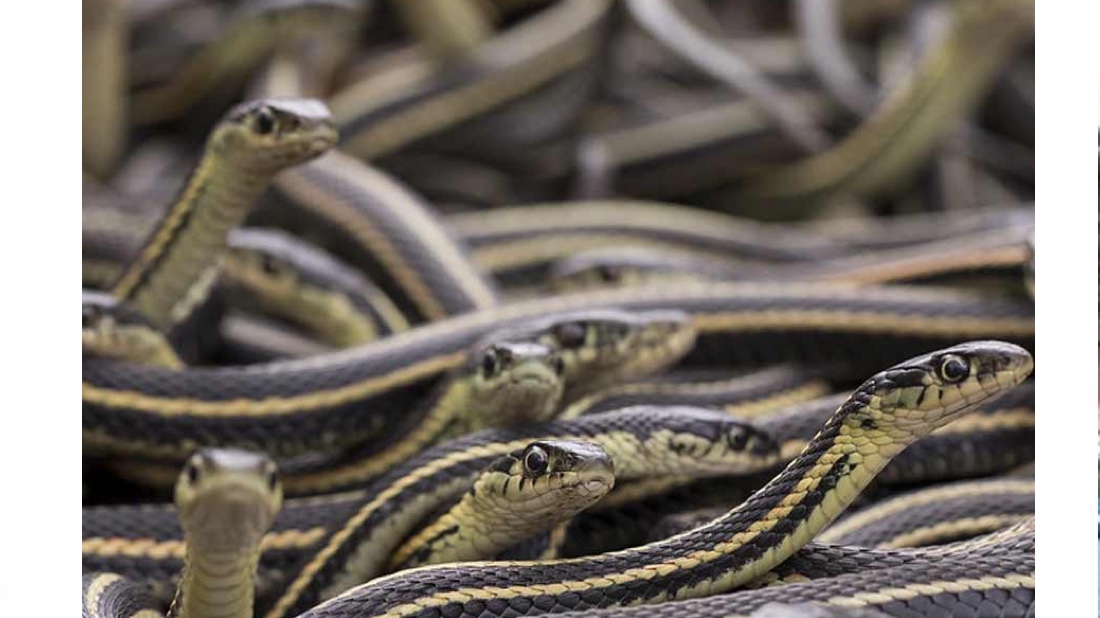 স্যাঁতসেঁতে অন্ধকারে একে অপরকে জড়িয়ে রয়েছে ডজনখানেক সাপ! ‘রহস্যময়’ ভিডিও ভাইরাল [ভিডিও] 14