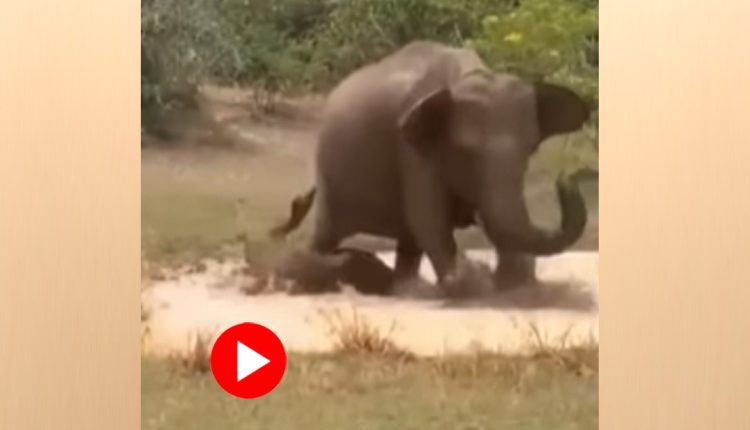 সন্তানকে বাঁচাতে হিংস্র কুমিরের সঙ্গে লড়াই হাতির! [ভিডিও] 1
