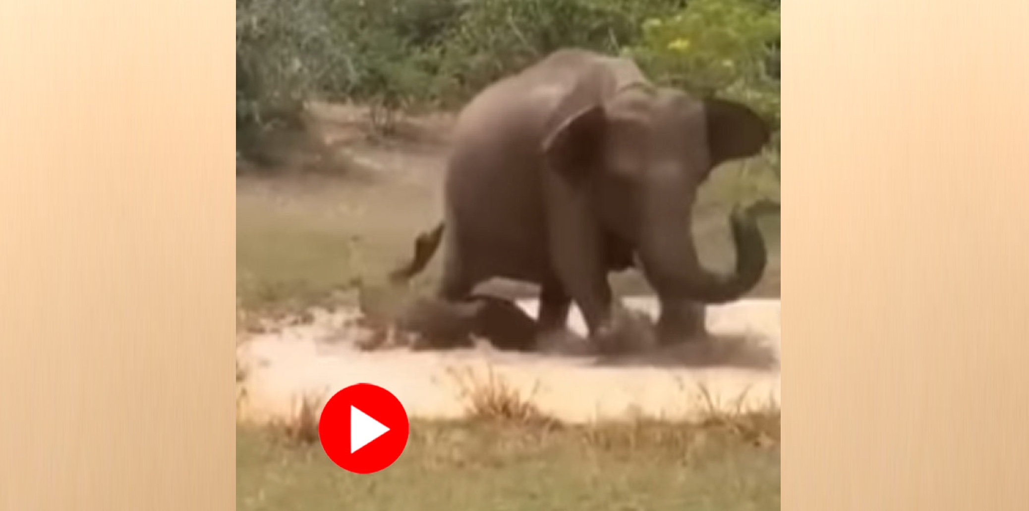 সন্তানকে বাঁচাতে হিংস্র কুমিরের সঙ্গে লড়াই হাতির! [ভিডিও] 19