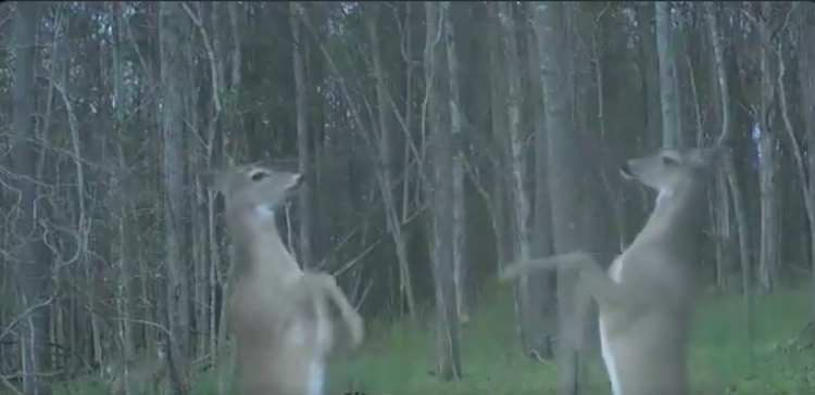 একে অপরকে ‘ঘুষি’ মেরে জঙ্গলে মানুষের কায়দায় মারপিট করছে দুই হরিণ! 1