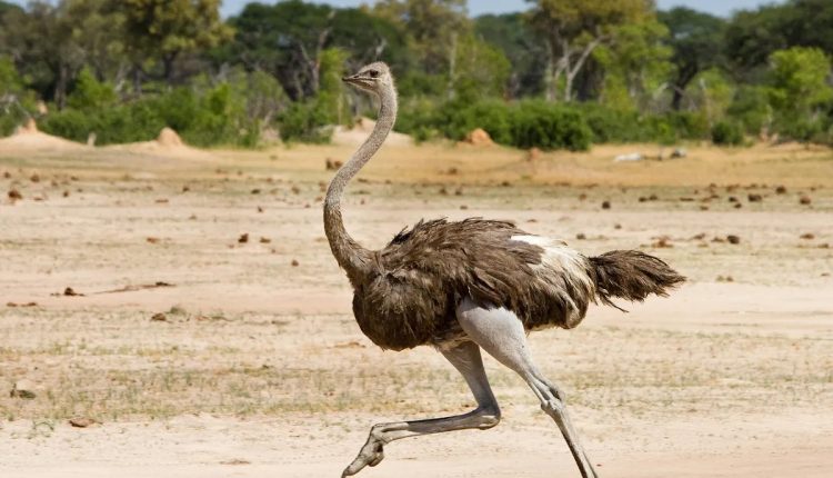 কিছু পাখি উড়তে না পারার কারণ কী? 1 কিছু পাখি উড়তে না পারার কারণ কী? 1