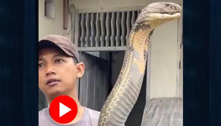 তরুণের হাতে বিশাল উচ্চতার এক ভয়ঙ্কর সাপ! 1 তরুণের হাতে বিশাল উচ্চতার এক ভয়ঙ্কর সাপ! 1