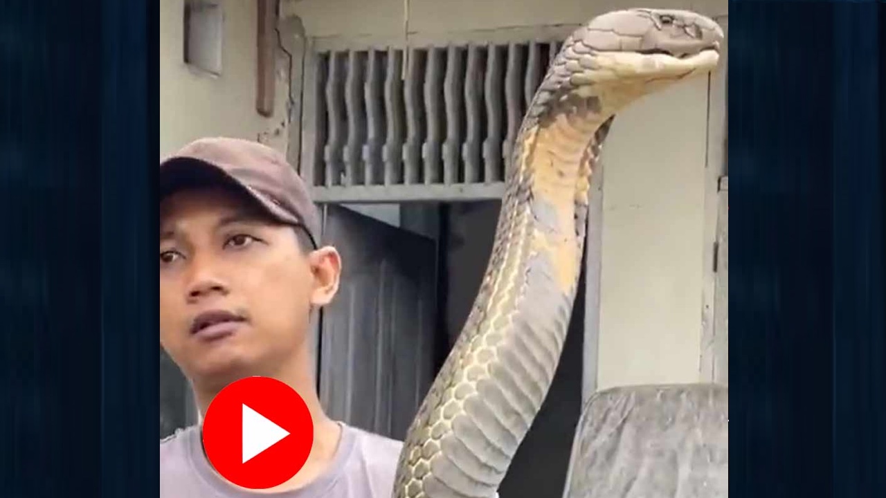 তরুণের হাতে বিশাল উচ্চতার এক ভয়ঙ্কর সাপ! 34