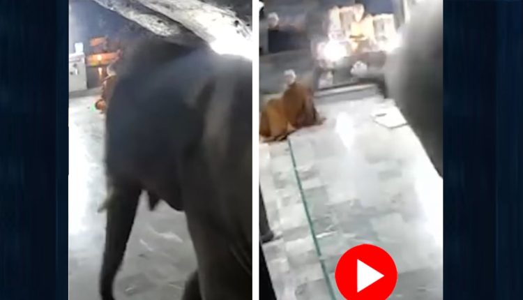 মন্দিরের ভিতর হঠাৎই ঢুকে পড়লো এক বুনো হাতি! 1 মন্দিরের ভিতর হঠাৎই ঢুকে পড়লো এক বুনো হাতি! 1