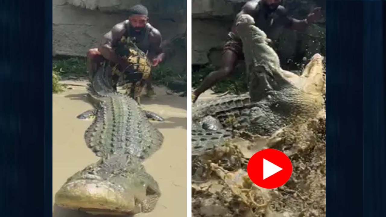 কুমিরের ঘরে ঢুকে লেজ ধরে টানাটানি যুবকের: তারপর কী ঘটলো? 16