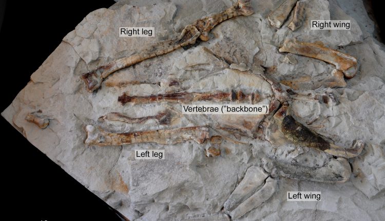 এবার খোঁজ পাওয়া গেছে দৈত্যকার পেঙ্গুইনের জীবাশ্মের! 1 এবার খোঁজ পাওয়া গেছে দৈত্যকার পেঙ্গুইনের জীবাশ্মের! 1