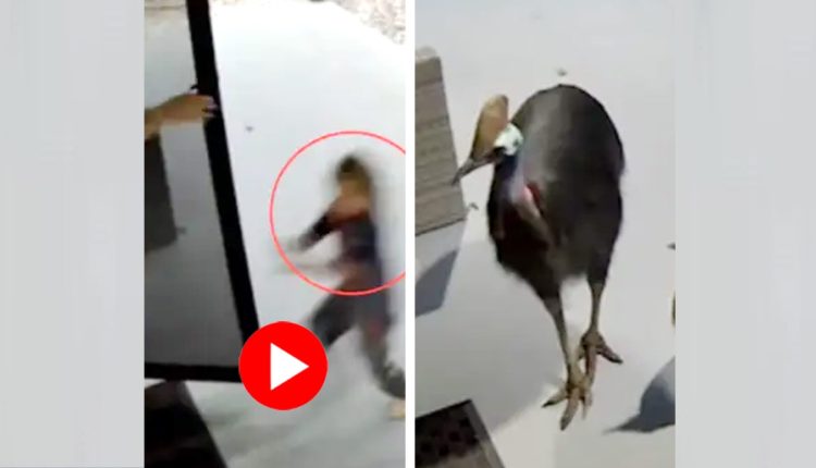 তাড়া করলো বিশ্বের ‘সবচেয়ে বিপজ্জনক’ পাখি! কোনও ক্রমে রক্ষা পেয়েছেন মা-ছেলে 1 তাড়া করলো বিশ্বের ‘সবচেয়ে বিপজ্জনক’ পাখি! কোনও ক্রমে রক্ষা পেয়েছেন মা-ছেলে 1