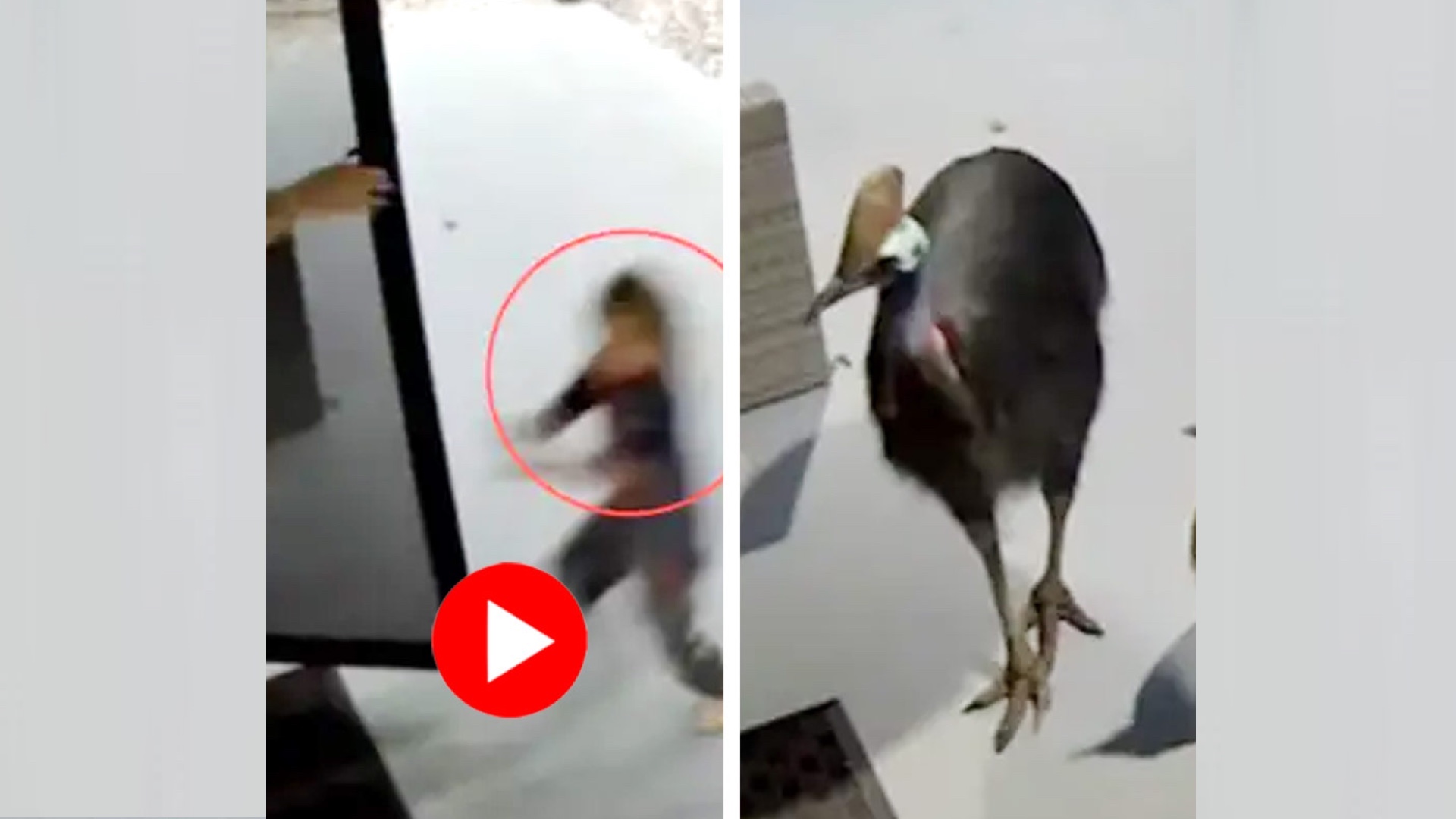 তাড়া করলো বিশ্বের ‘সবচেয়ে বিপজ্জনক’ পাখি! কোনও ক্রমে রক্ষা পেয়েছেন মা-ছেলে 15