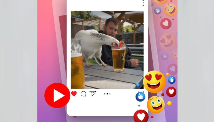 এবার মুরগির মদ্যপান! এও কী সম্ভব? 1 এবার মুরগির মদ্যপান! এও কী সম্ভব? 1